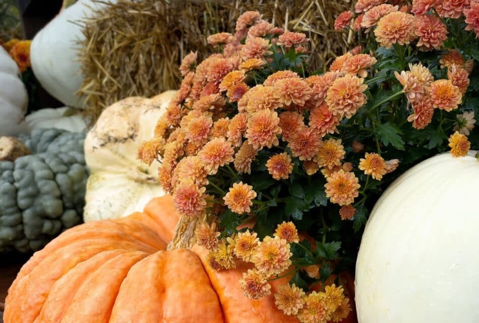 Several different colored pumpkins with a bouquet of orange mums and a bale of hay